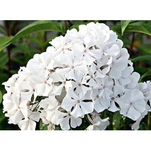 Флокс Phlox Дружек